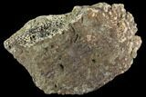 Ceratopsian Frill Shield Section - Canada #94869-1